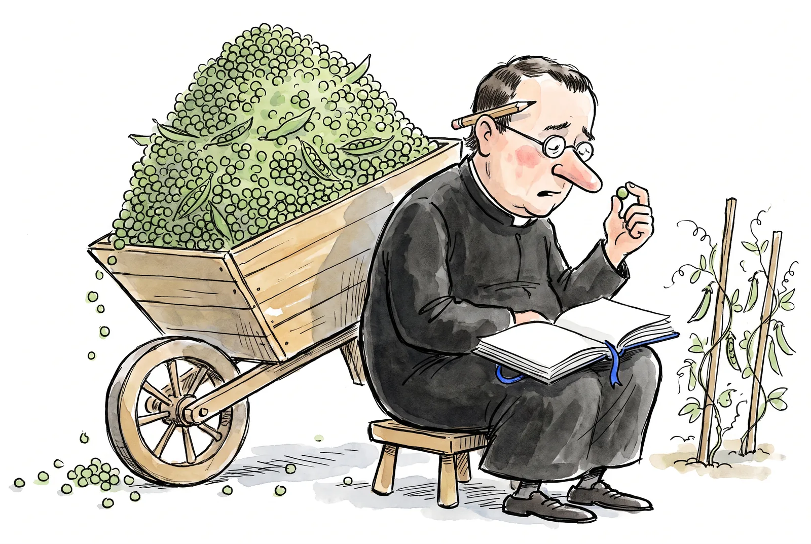 Mendel patiently counts a single pea next to an overflowing wheelbarrow of peas in the garden.
