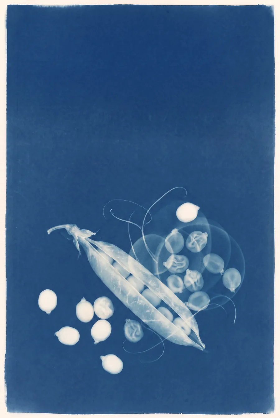 Cyanotype. Peas Owe the Table Nothing