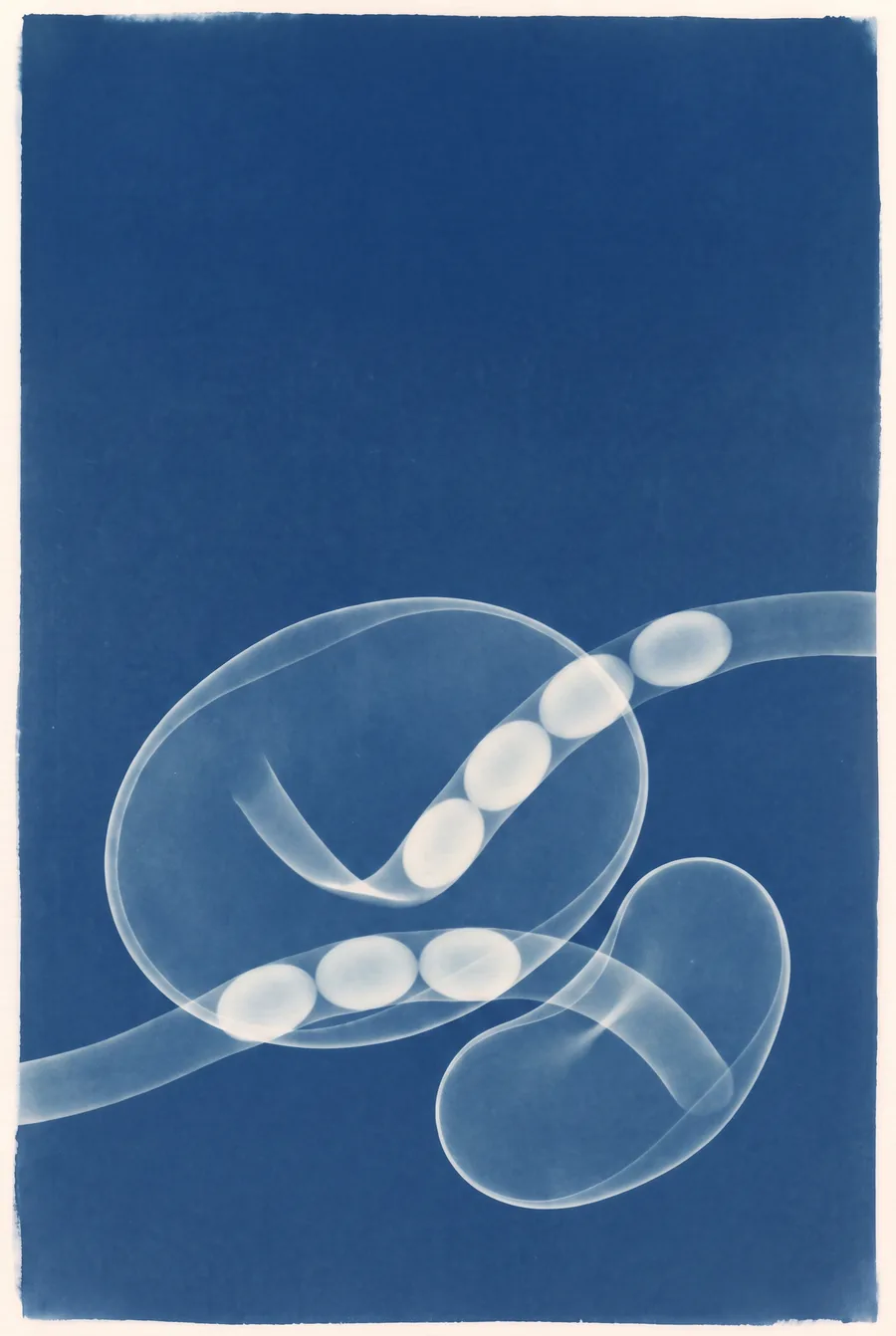 Cyanotype. The Same Three Letters