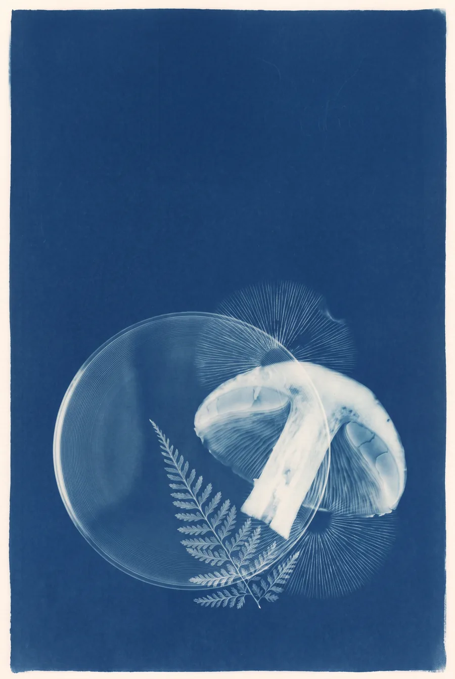 Cyanotype. Three Signs Agree